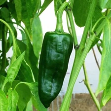 Poblano Ancho Pepper Seeds, Stuffing Chili, Rich Flavor, Non-GMO, Free Shipping