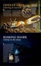 Fiddler Crab / Basking Shark #57 Amazing Animals, Animals Animals Fact File Page