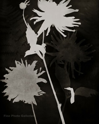 1925/75 Vintage MAN RAY Rayograph Flowers Photogram Photo Engraving Art 12x16