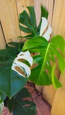 Giant Monstera Deliciosa Alba Albo variegated LIVE PLANT 3ft tall