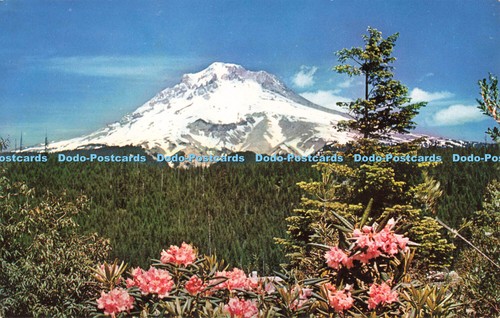 R683586 Mt. Hood und Rhododendren. Northwest Curio und Pot Karte. Mike Roberts