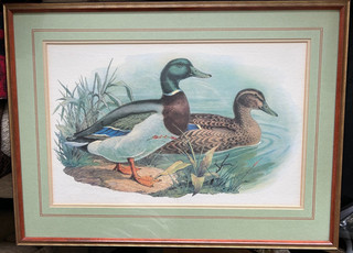 Framed colour picture of a Pair of Mallard Ducks a Drake & a Hen