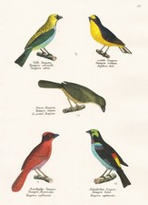Tangara Tangaren Oiseau Lithographie Brodtmann 1830