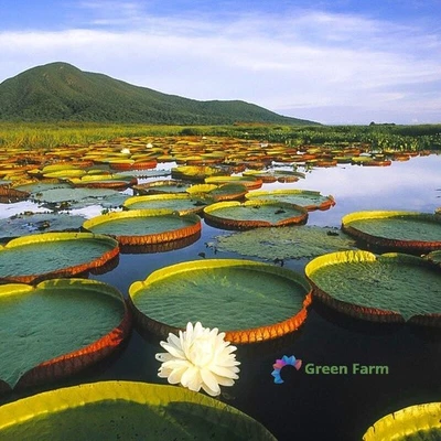 5 Seeds Victoria Amazonica Green Large Leaves Water Lily Uape Jacana Atun Sisac