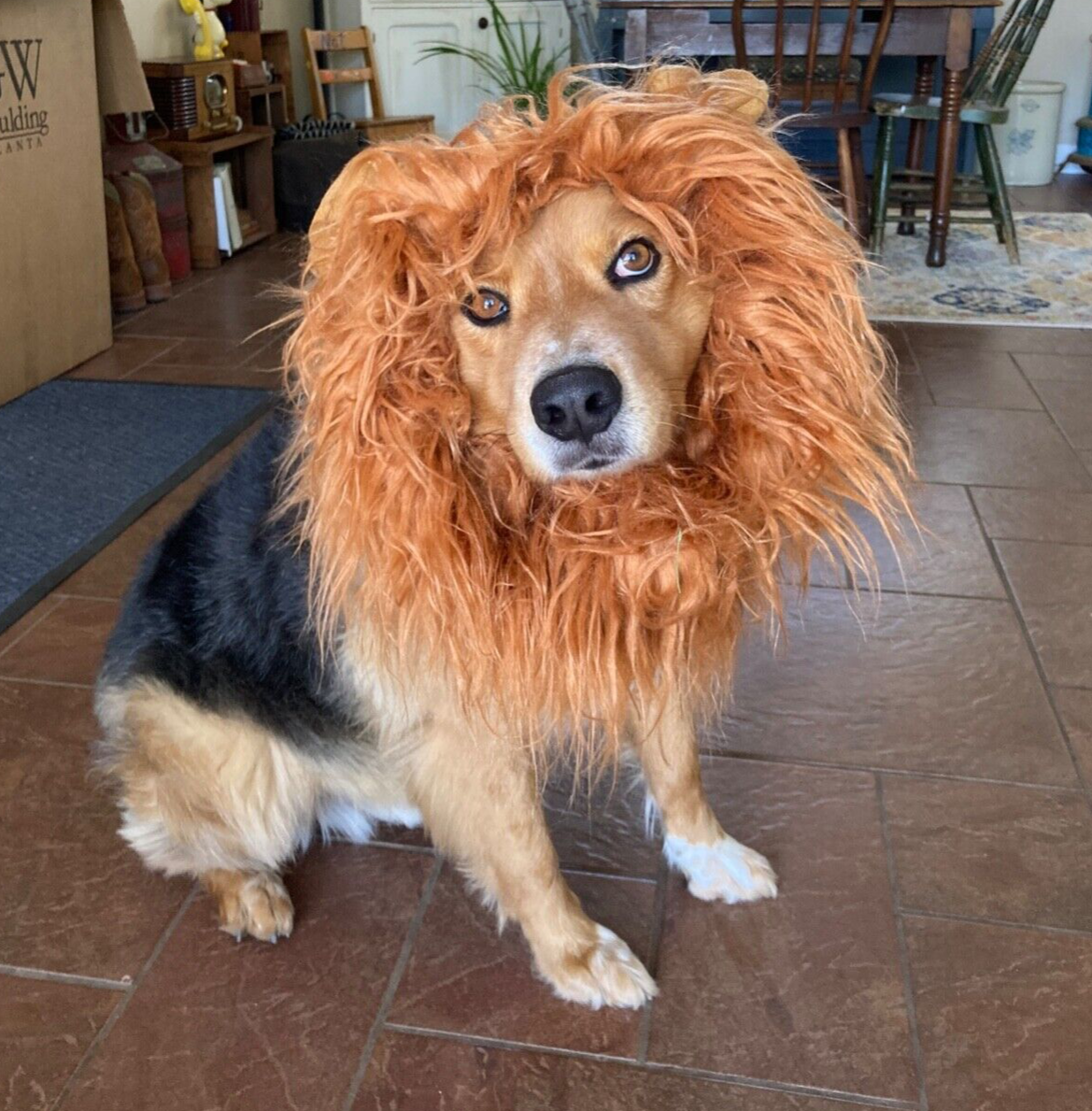 Lion WIG Mane for MED- LARGE Dogs Costume Realistic Lion Wig TOMSENN CO | eBay Lion WIG Mane for MED- LARGE Dogs Costume Realistic Lion Wig TOMSENN CO | eBay