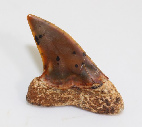 Haizahn, Isurus planus, Terziario, Miocene, Sharktooth Hill, California, USA-c570 - Foto 2 di 4