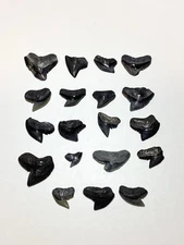 Lot Of 19 Tiger Shark Teeth