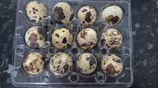 Quail Egg Packaging Tray - Plastic Tray/Carton for 12 Speckled Eggs