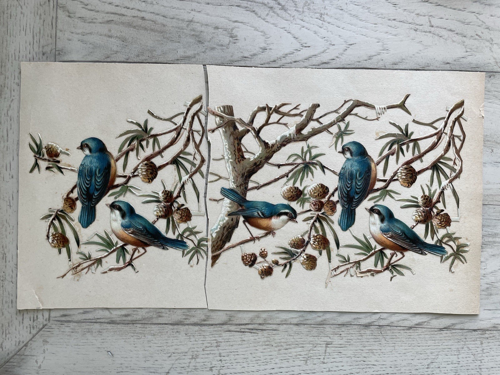 Antique Victorian Die Cut Scrap Birds Titmouse In Branches