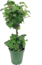 English Ivy Globe - Live Plant in a 4 Inch Pot - Hedera Helix