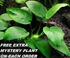 BUY 2 GET 1 FREE Anubias Barteri Round Leaf Live Fish Tank Aquarium Plants