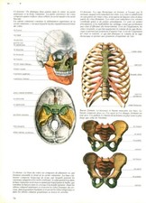 Cabinet de curiosité anatomie humaine le squelette issue de livre 1983