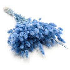 Getrockneter Lagurus - Lagurus ovata - Azurblau