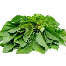 300+Green Amaranth Seeds Chinese Spinach Yin Cho Green Edible Vegetable USA