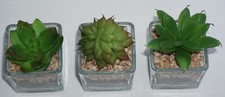 Three Artificial Succulent Plants in tiny glass containers