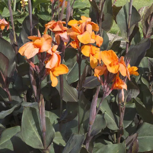 Canna Liberté balisier pourpre idéal pour sublimer une terrasse ensoleillée