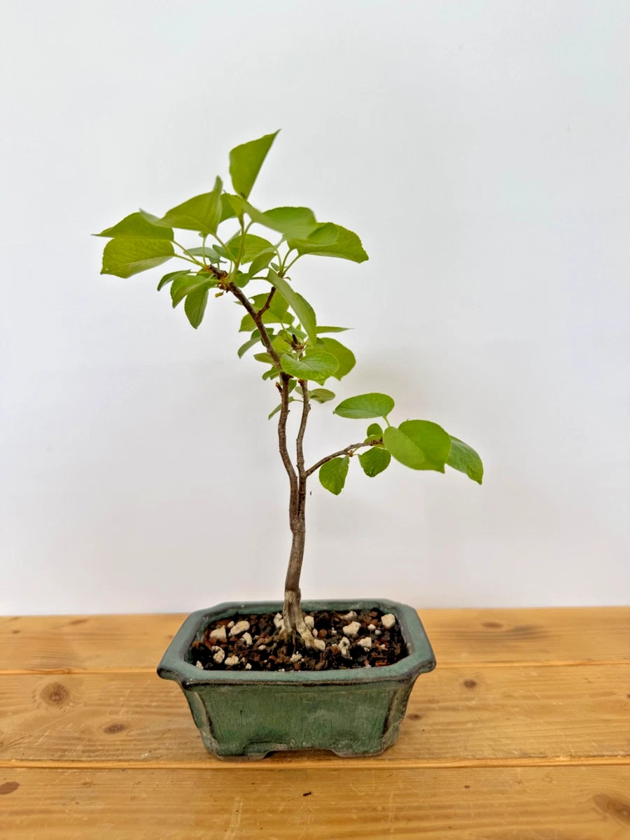 Bonsai Jungpflanze online kaufen | eBay.de