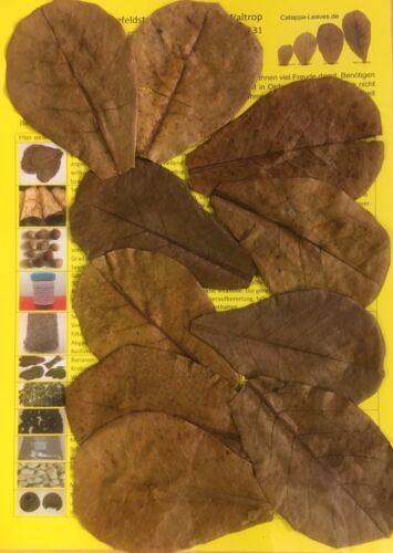 NANO feuilles d'amandes de mer 10cm catappa - meilleure qualité - 10-1000 pièce - Photo 1/2