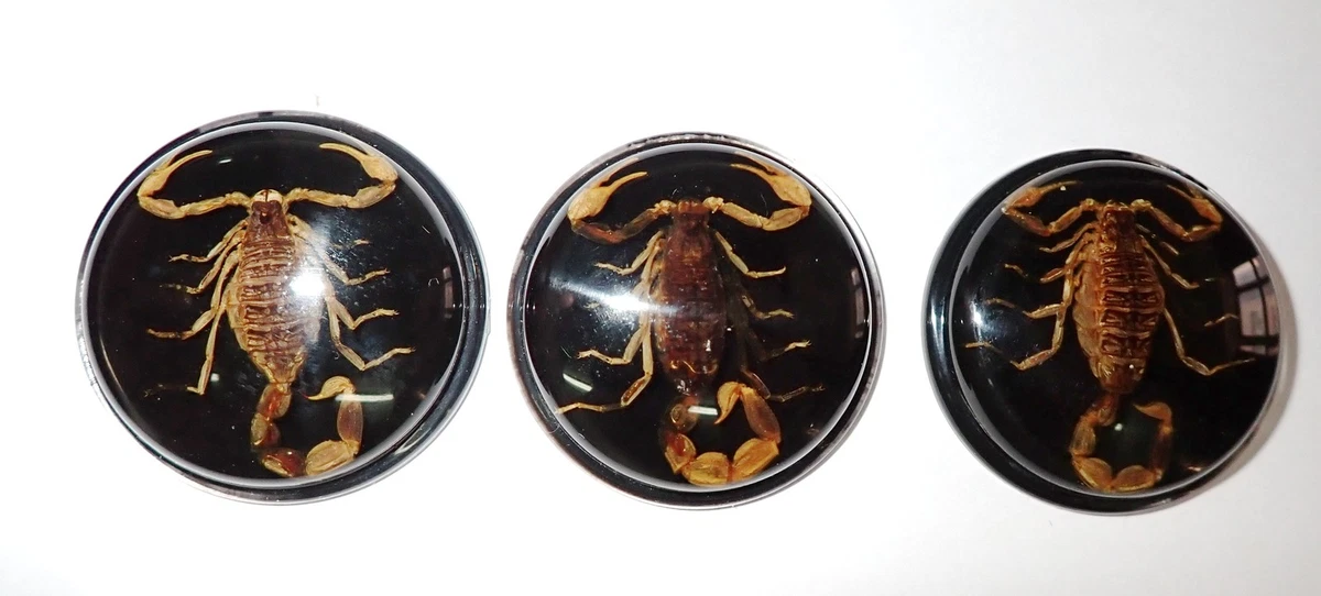蝎子收藏品| eBay