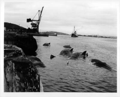 South Africas whaling fleet from Blue Water White Death 1971 Old Movie Photo