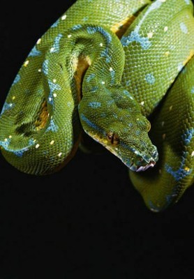 386986 Green Tree Python WALL ROOM PRINT POSTER US
