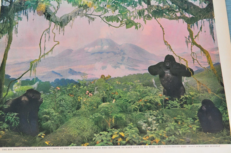 Life Magazine: 20 issues from 1937-1939. Good to Very Fine condition. - Image 4 of 4