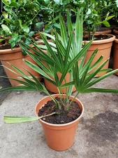 Everglades Palm - Live Starter Plants in Growers Liners