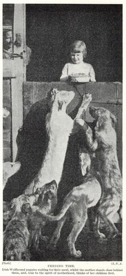 Irish Wolfhound ''Feeding'' - 1934 Vintage Dog Art ''Photo'' Print - CUSTOM MATTED