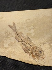 Versteinerung Sägebarsch Dapalis macrurus 35 Millionen Jahre