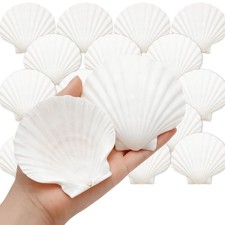 20 PCS Scallop Shells 3.54 Inch Natural White Seashells DIY Painting Craft