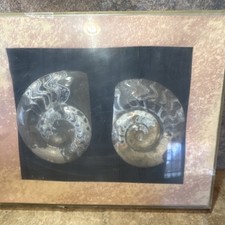 Framed Ammonite Fossils Display Set of 2 Natural History Wall Art Decor
