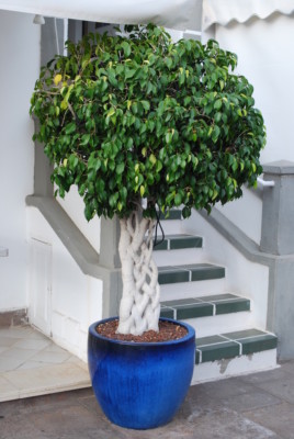 SAMEN Birkenfeige - Ficus Benjamini immergrn dekorativ sehr beliebte  Zimmerpfl | eBay.de