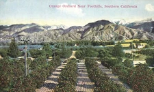Orange Orchard Near Foothills Southern California Postcard