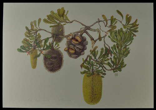 Celia Rosser Banksia Lithograph Print LEMANNIANA Limited Edition 760mm x 560mm