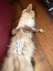 Vintage DeLauro Fur Co. Red Fox Pelt Mount Rug Taxidermy 27” San Francisco — photo 4