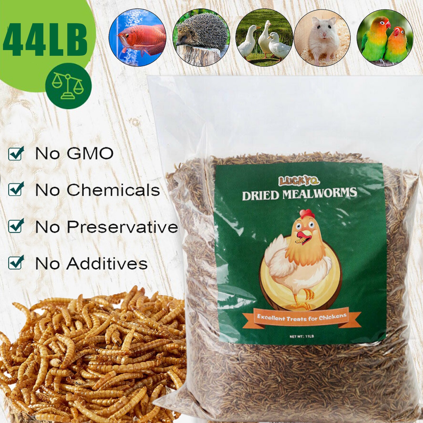 Blue Bird Chickens Hen Treats New