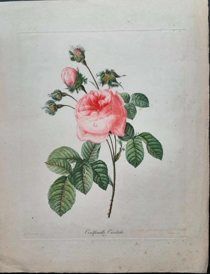 Rose Centfeuille Cristata par Langlois d'après P. J. Redouté 1827 - Photo 1/1