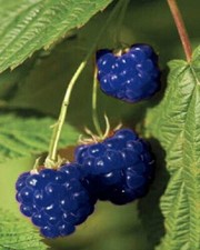 50 SEMI LAMPONE BLU "RASPBERRY SEEDS +OMAGGIO+ SPEDIZIONE GRATUITA