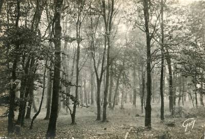 FONTAINEBLEAU La Forêt Card