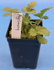 Agrimony Live Plant 3" Starter Pot - Agrimonia eupatoria