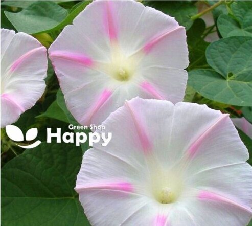 CLIMBING FLOWERS - Vines - Thunbergia Morning Glory Sweet Pea - Flower seeds - Picture 68 of 121