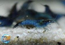 20 2 Blue Carbon Rili - Freshwater Neocaridina Aquarium Shrimp. Live Guarantee