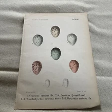 1884 BIRD EGGS Antique German Chromolithograph Print by Madarasz, Plate XVIII