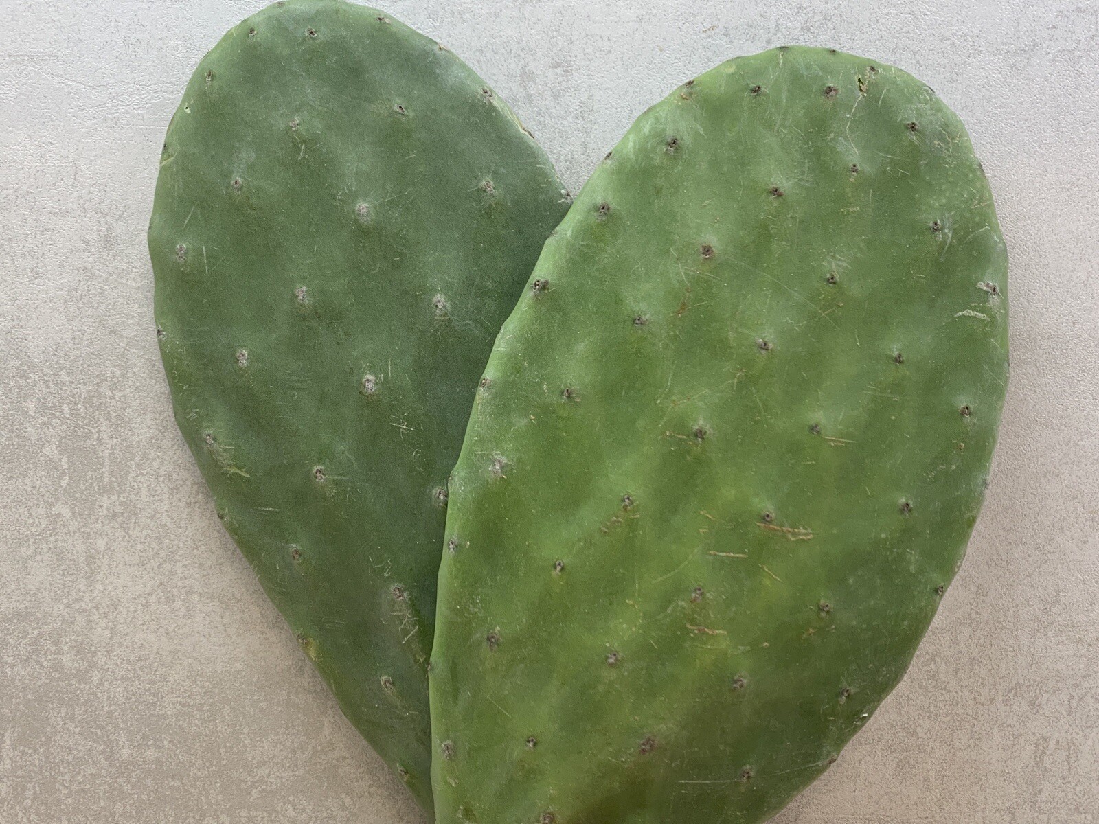 Opuntia Prickly Pear cactus pad tortoise food slice The Tortoise Hut