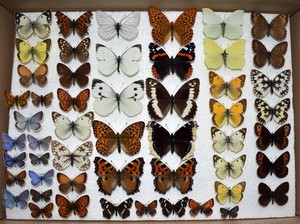 Butterfly collection -BOX - 1 - Rhopalocera