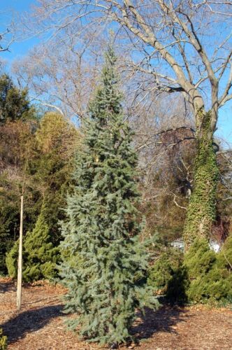 Cedrus atlantica 'Glauca' / Blue Cedar evergreen tree, Peat Free, 3L 60-90cm - Picture 4 of 4