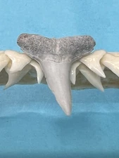 FOSSILIZED SHARK TOOTH…3/4 Inch LEMON from Bone Valley Florida 