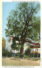 Last of Thirteen Horse Chestnut Trees George Washington Fredericksburg Postcard