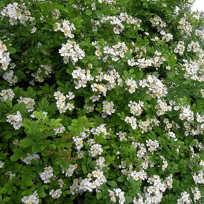 MESARBUSTES.COM Rosa multiflora 'Inermis' - Rose sans épines - Rosier grimpant