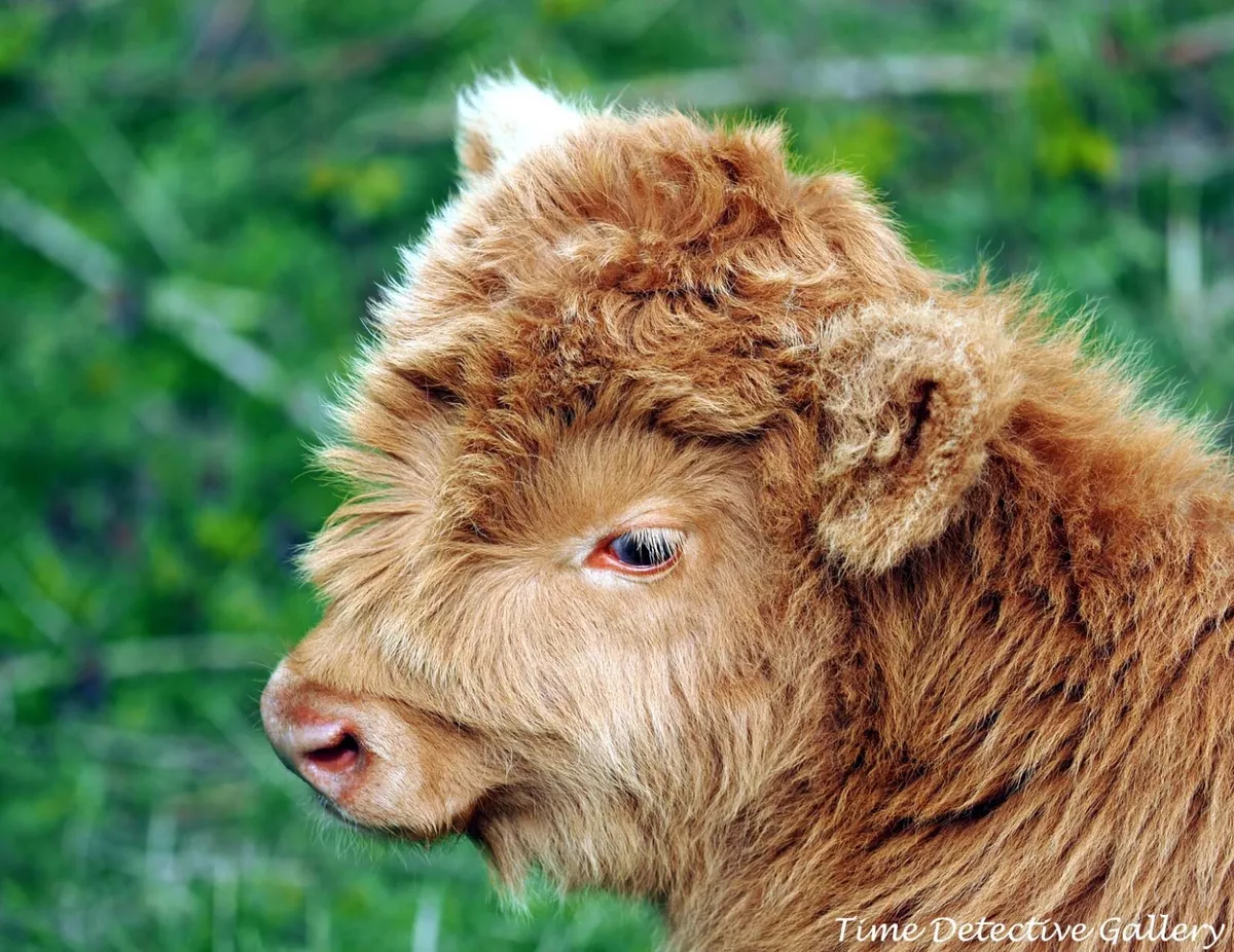 Adorable Scottish Highland Cow / Calf - Stock Photo Print